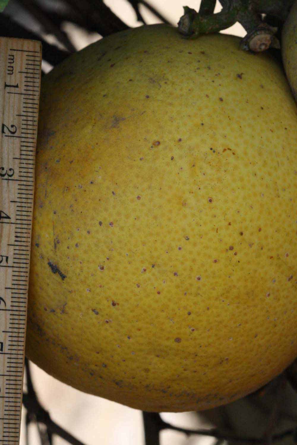            Fruit (Riverside, CA)   